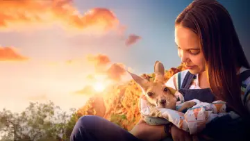 Zasłona do filmu "Lilly i kangurek" #782708