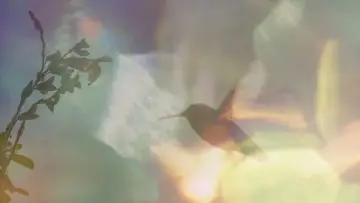 Zasłona do filmu "Every Little Thing" #198086