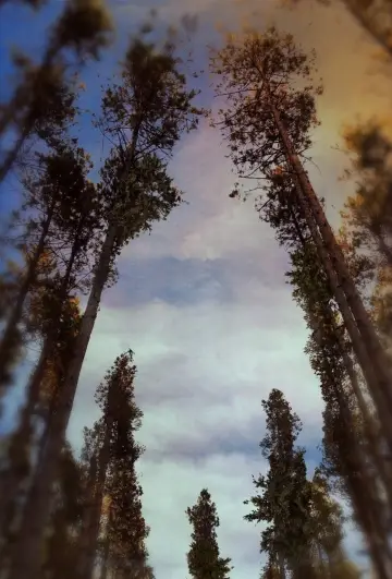 In a Violent Nature