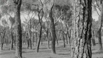 Zasłona do filmu "Materia vibrante" #789093