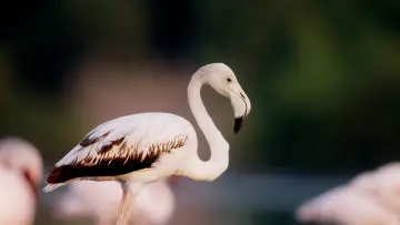 Zasłona do filmu "هورايزن" #793418