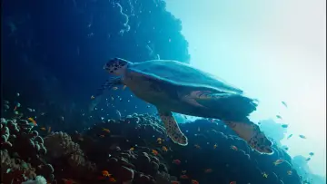 Zasłona do filmu "هورايزن" #793419