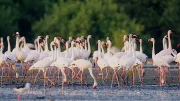 Zasłona do filmu "هورايزن" #793475