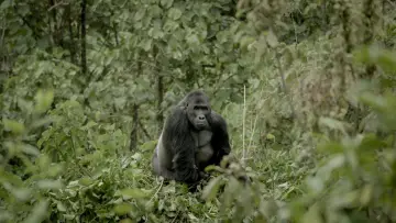 Zasłona do filmu "Silverback" #198536