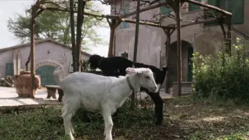 Zasłona do filmu "Że co? Że jak?!" #706322