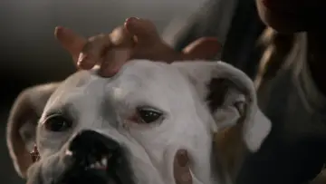 Zasłona do filmu "The School of Canine Massage" #365669