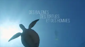 Zasłona do filmu "Des baleines, des tortues et des hommes" #197660