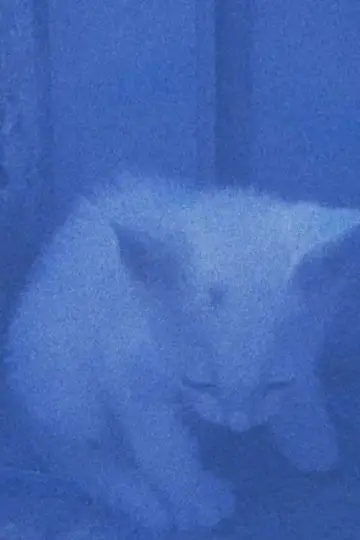 Plakat do filmu "I went to the garden of love, reel 1: the cats rescued last night (January 23, 2024)" #198229