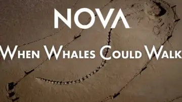 Zasłona do filmu "When Whales Could Walk" #196153