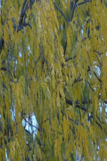 Plakat do filmu "Gleditsia triacanthos" #196786