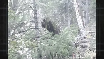 Zasłona do filmu "Bigfoot Evidence: Oregon" #984738