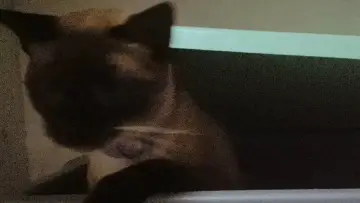 Zasłona do filmu "O gato voador" #199724
