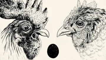 Zasłona do filmu "De Gallo Qui Ovavit" #1010390