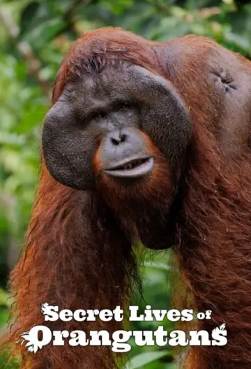 Sekretne życie orangutanów