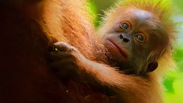 Zasłona do filmu "Sekretne życie orangutanów" #943673