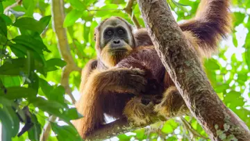 Zasłona do filmu "Sekretne życie orangutanów" #943674