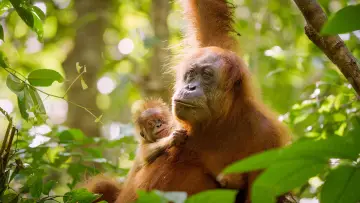 Zasłona do filmu "Sekretne życie orangutanów" #943676