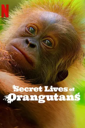 Plakat do filmu "Sekretne życie orangutanów" #943691