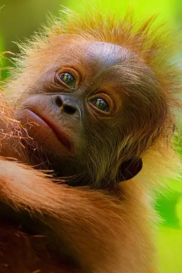 Plakat do filmu "Sekretne życie orangutanów" #943692
