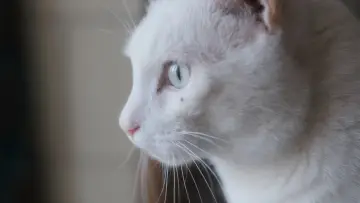Zasłona do filmu "Tre gatti" #353358
