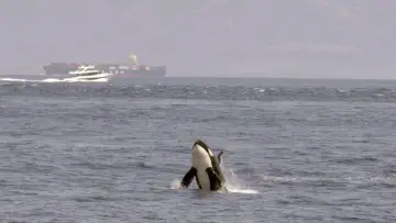 Zasłona do filmu "Achtung Orcas! Gefahr vor Gibraltar?" #1009864