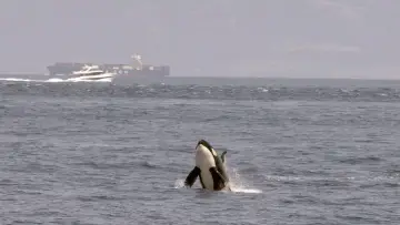 Zasłona do filmu "Achtung Orcas! Gefahr vor Gibraltar?" #351135