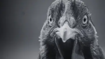 Zasłona do filmu "¿Por qué la gallina cruzó el camino?" #352947