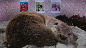 Zasłona do filmu "Billy & Molly: An Otter Love Story" #1015072