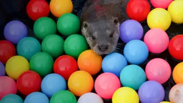 Zasłona do filmu "Billy & Molly: An Otter Love Story" #1015074