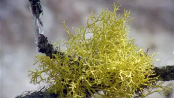 Zasłona do filmu "Lichens Are The Way" #1015909