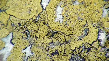 Zasłona do filmu "Lichens Are The Way" #1015910