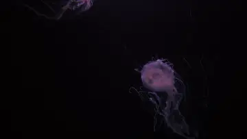 Zasłona do filmu "De Minnaar van de Godheid" #367365