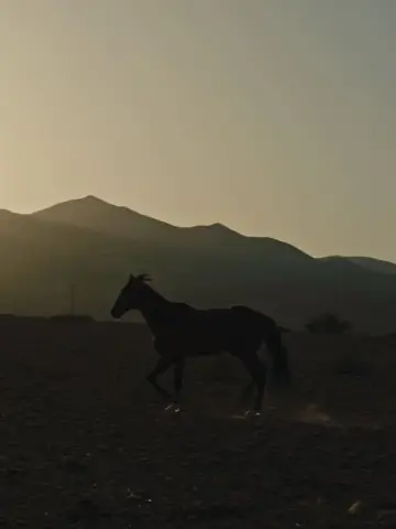 Plakat do filmu "Pourquoi As-Tu Laissé le Cheval à sa Solitude?" #465322