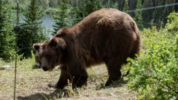 Zasłona do filmu "Grizzly Night" #516494