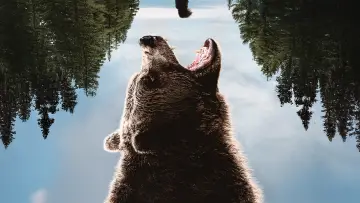 Zasłona do filmu "Grizzly Night" #516518