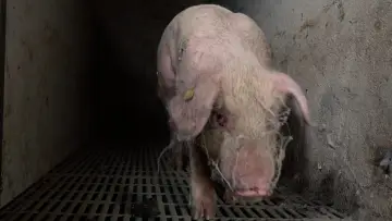 Zasłona do filmu "Food for Profit" #369528