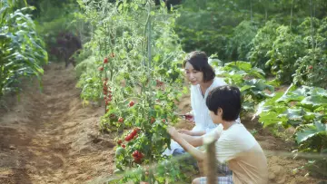 Zasłona do filmu "かくしごと" #484378