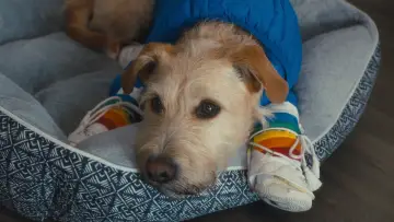 Zasłona do filmu "Merv" #578365