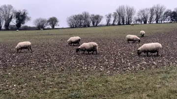 Zasłona do filmu "A Field of Sheep" #416507