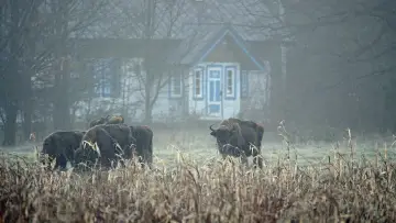 Zasłona do filmu "Las" #1096569