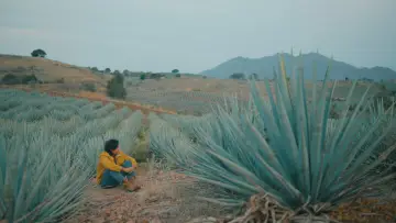 Zasłona do filmu "Agaves al alba" #477744
