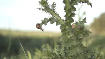 Zasłona do filmu "El caracol y su entorno" #418439
