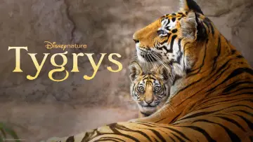 Zasłona do filmu "Tygrys" #739238