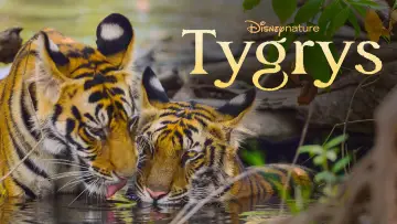 Zasłona do filmu "Tygrys" #739239