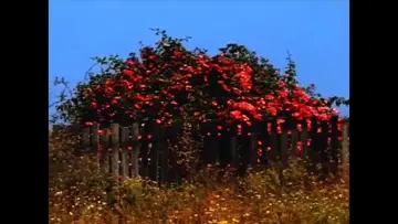 Zasłona do filmu "Sem TÍtulo #9: Nem Todas as Flores da Falta" #460446