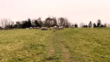 Zasłona do filmu "A Field of Sheep Part 2" #431440