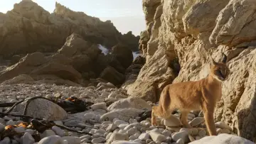 Zasłona do filmu "Caracal: La Société du chat solitaire" #1078471