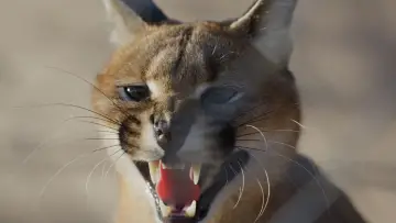 Zasłona do filmu "Caracal: La Société du chat solitaire" #435615
