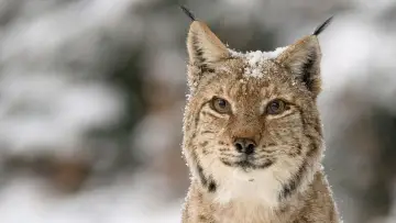 Zasłona do filmu "Transylvanie, un bestiaire fantastique" #447262