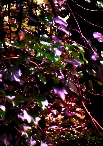 Plakat do filmu "I Suffocate" #424054